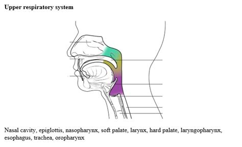 SOLVED The Upper Respiratory System Consists Of Several Structures