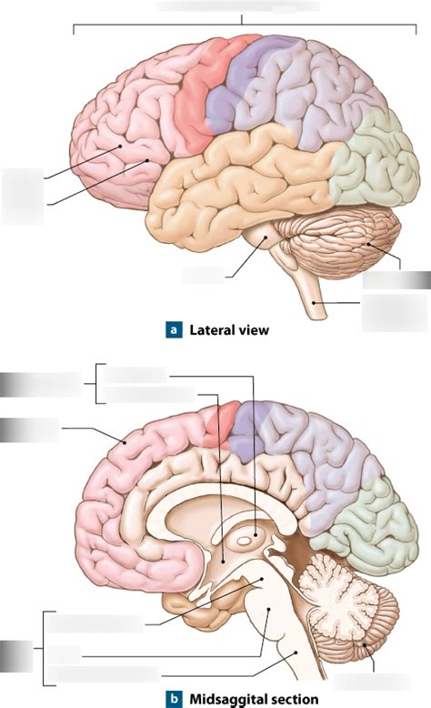 Major Regions Of The Brain Diagram Quizlet