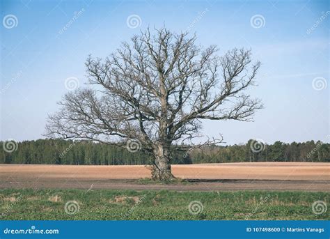 Autumn Trees With Naked Branches Vintage Film Look Stock Photo Image Of Dawn Grass