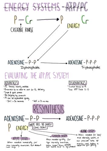 A-Level PE OCR, ATP/PC System | Teaching Resources