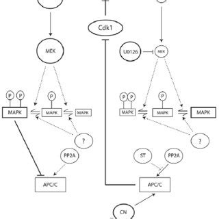 Our current model. During metaphase I arrest, Cdk1 maintains the ...