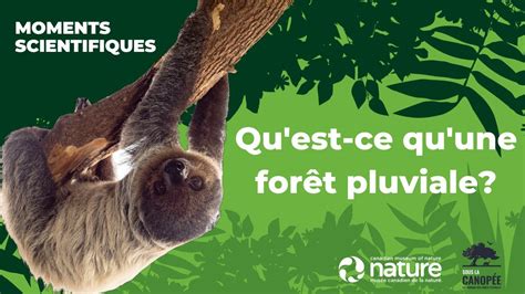 Les riches forêts pluviales YouTube