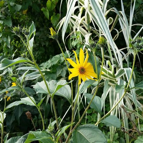 Topinambur Helianthus Violet De Rennes Lichtnelke Pflanzenversand