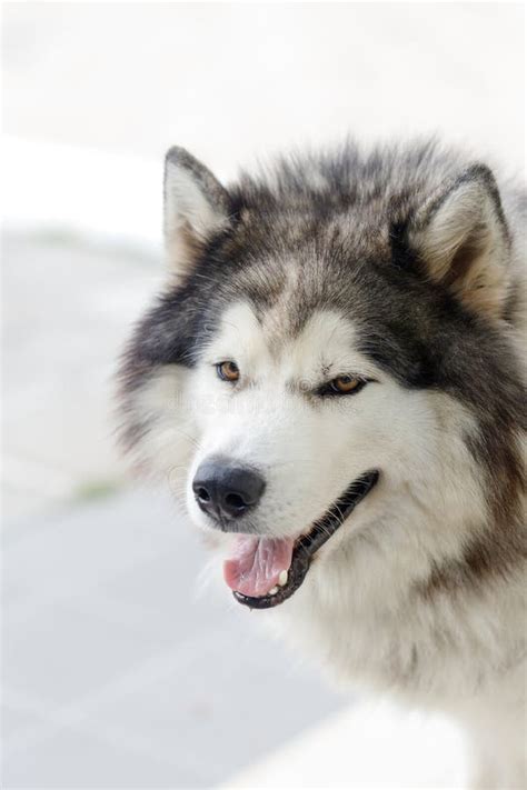 Fluffy Siberian Husky Dog Male Outdoor Stock Photo Image Of Outdoors