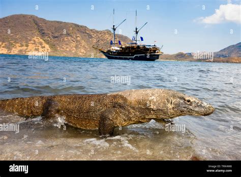 Komodo dragons, Varanus komodoensis, are the worlds largest lizards