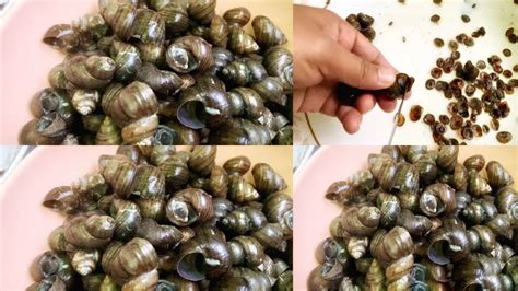 Periwinkle Snail Recipe Naga Kitchen Youtube