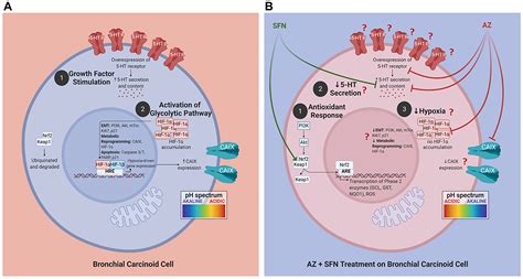 Disabling The Pi K Akt Mtor Survival Pathway And Inducing Apoptosis