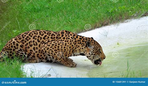 Indian cheetah stock image. Image of green, wild, water - 15681391