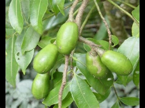 ambazham wild mango spondias pinnata youtube