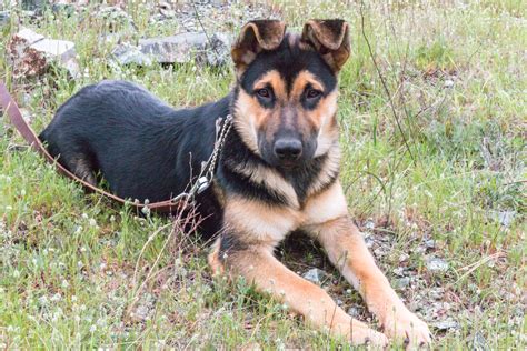 The german shepherd and english mastiff mix has a surprising size 5