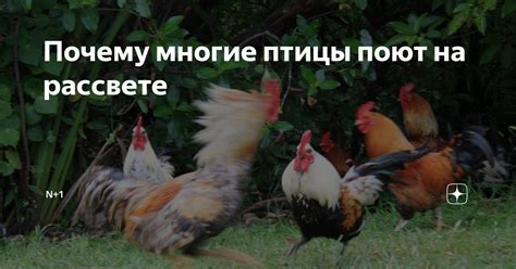Почему многие птицы поют на рассвете | N + 1 | Дзен