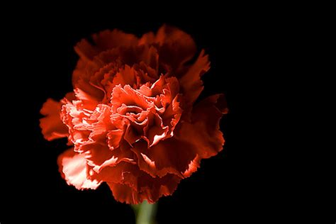 FULL MOON ON TOP OF A CHAMPAGNE PALM'S TIP: a red carnation