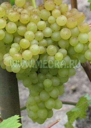 Виноград Кишмиш № 342: купить в Москве саженцы Vitis vinifera Kishmish ...