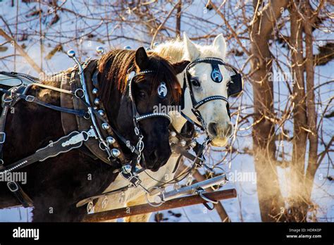 Clydesdale Pferde Im Winter Stockfotografie Alamy