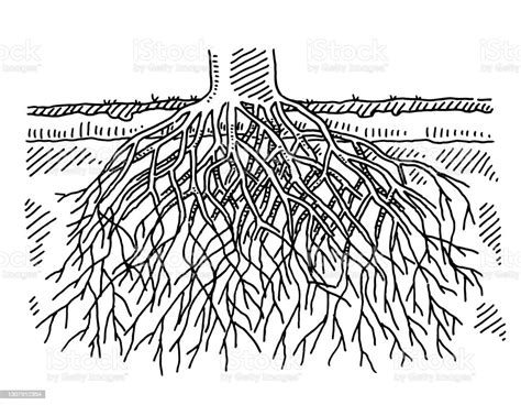 gambar penampang akar pohon ilustrasi stok  gambar