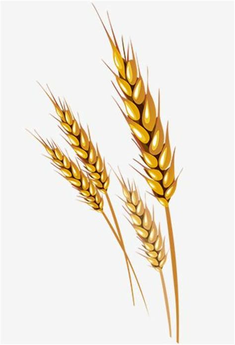 Download High Quality Wheat Clipart Icon Transparent Png Images Art