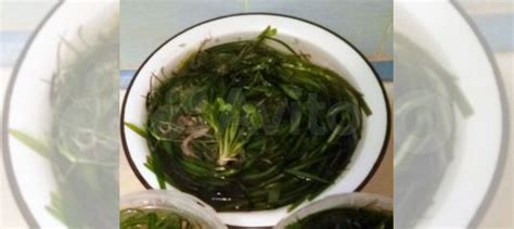 Растения,креветки,сомики купить в Орле | Животные и зоотовары | Авито