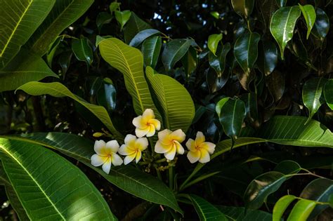 Плюмерия | Пикабу