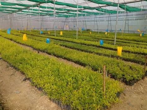 pomogranate tc tissue culture bhagwa anar plant  fruits