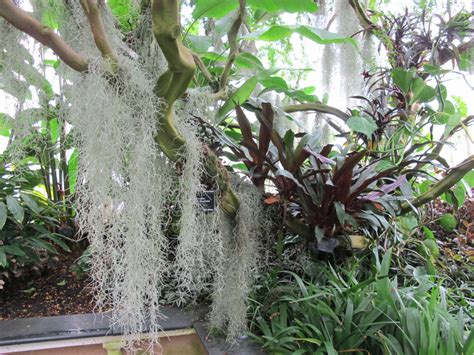 Моя компания - Королевские теплицы