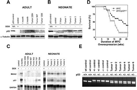 Myc Activation Induces P53 Function And Loss Of P53 Function Is Download Scientific Diagram