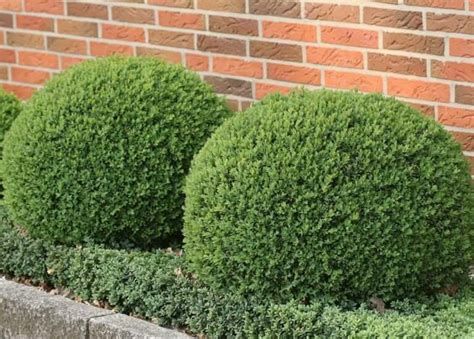 buxus sempervirens box common box american boxwood plantinfo