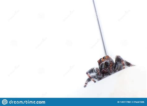 Spider Macro Spider On White Background Stock Image Image Of Close