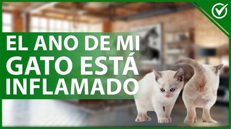 Por qué mi GATO tiene el ANO INFLAMADO y rojo Posibles causas y