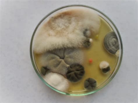 Reinos Biológicos: Reino Fungi 