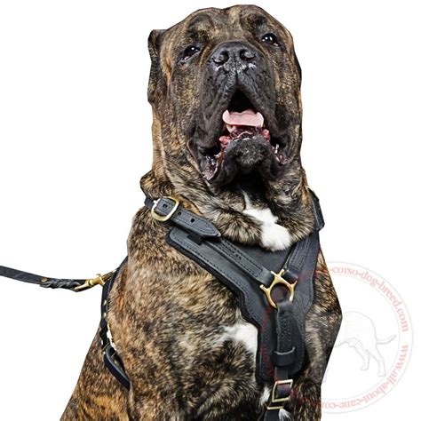 Cane Corso Leather Harness Atelier Yuwaciaojp