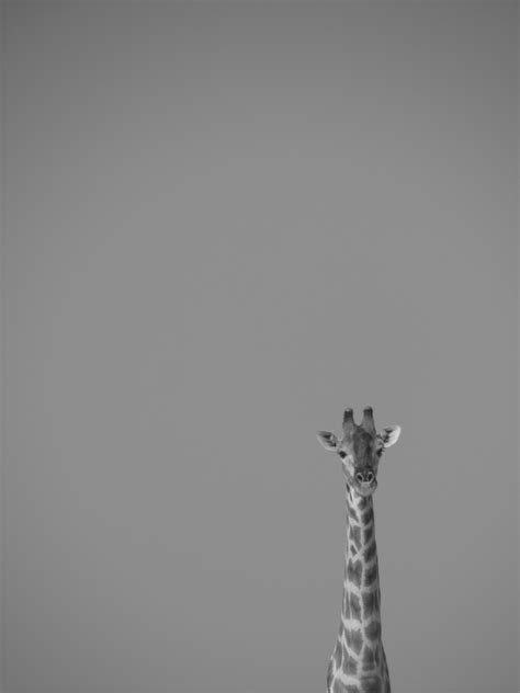 Giraffe Background