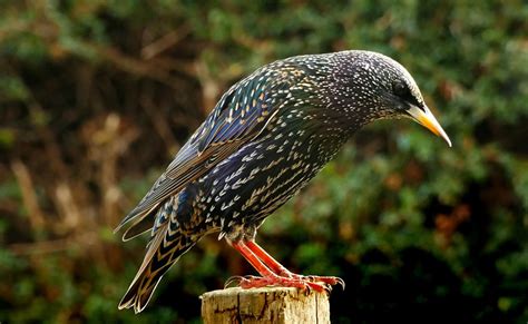 Starling – Dream Meaning and Interpretation | Dream Glossary 