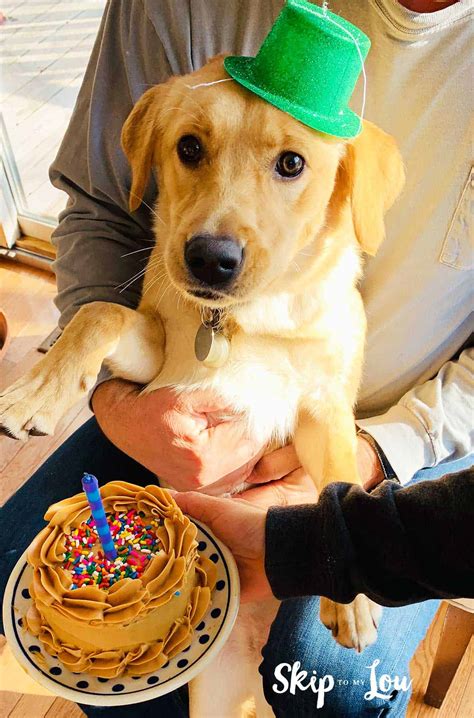 Easy Homemade Dog Birthday Cake | Skip To My Lou