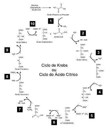 Função Do Ciclo De Krebs