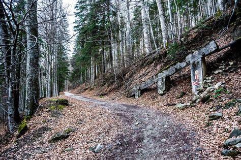 Forest Road Between The St Ana Hermitage And The Royal Sheepfold Stock