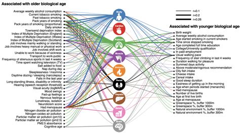 How Old Are Your Internal Organs Pursuit By The University Of Melbourne