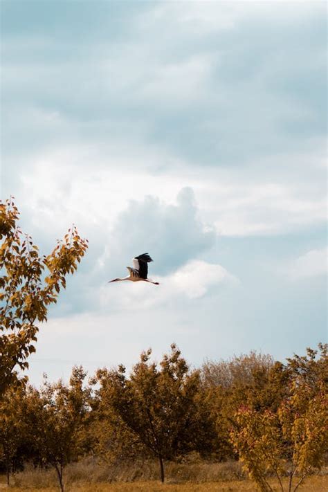 Stork Pose Photos Download The Best Free Stork Pose Stock Photos And Hd