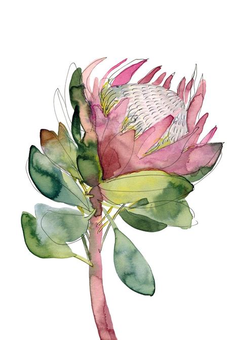 king protea flower drawing - Violeta Stacey