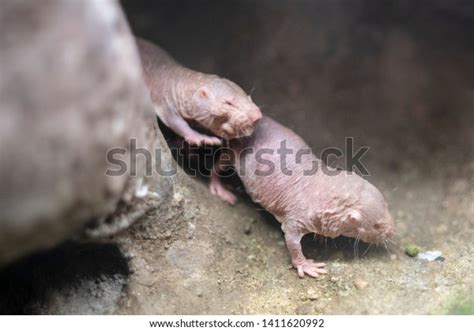 Naked Mole Rat Terrarium Stock Photo Edit Now