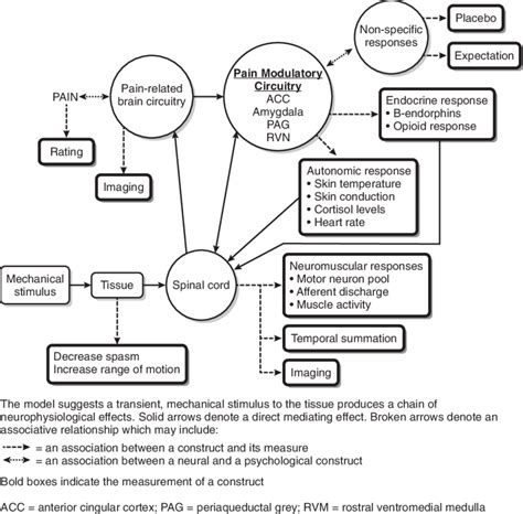 Model Of The Neurophysiological Mechanisms Of Spinal Manipulation