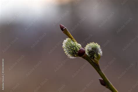Salix Caprea Goat Willow Also Known As The Pussy Willow Or Great Sallow Is A Common Species