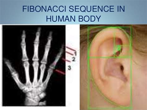 The Fibonacci Sequence