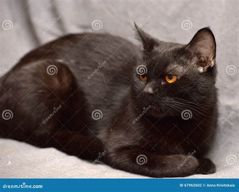 Black cat stock photo. Image of cattery, look, eyes, cats - 67962602