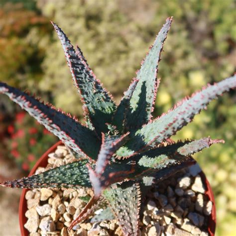 Purple People Eater Aloe Aloe Hybrid Shop Online At Planet Desert