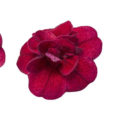 Superbells® Double Ruby - Double Calibrachoa - Calibrachoa hybrid ...