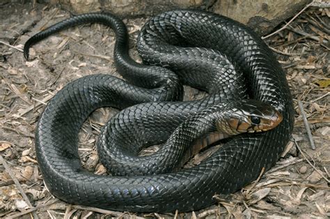 Texas Indigo Snake Facts And Pictures