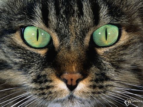 Скачать обои Морда кошки (Морда, Кошка) для рабочего стола 1280х960 (4: ...