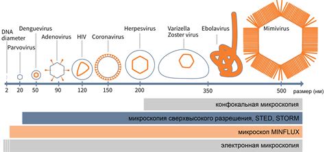 Микроскопия сверхвысокого разрешения для исследования вирусов - azimp ...