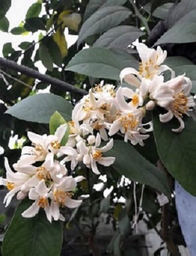 ЦВЕТЕНИЕ ЦИТРУСОВЫХ