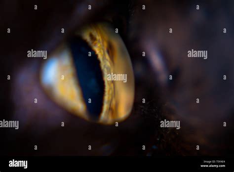 Iris Melanoma In Adult Cat Iris Pigmentation Stock Photo Alamy